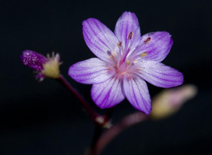 Lewisia leana 3249.jpg